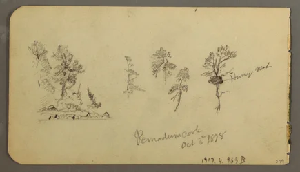 Rysunek, studium sosny, 1878