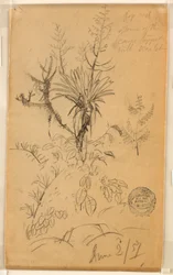Rysunek, studium roślin i drzew, 2 czerwca 1857 r.