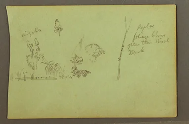 Rysunek, studia roślinne, prawdopodobnie 1856