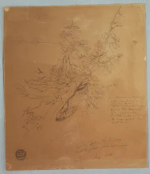 Rysunek, Surowe drzewo w Banku Kanadyjskim poniżej wodospadu Niagara, wrzesień 1856 r.