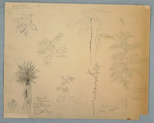 Rysunek, Hiszpański bagnet z drzewem i pięć innych studiów roślin, Jamajka, maj 1865 r.