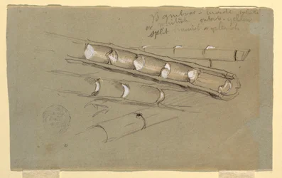 Rysunek, Studium bambusa, czerwiec 1857 r.