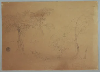 Rysunek, Studium dwóch drzew i trzech roślin, w pobliżu Jorje, Ekwador, 23 lipca 1857 r.