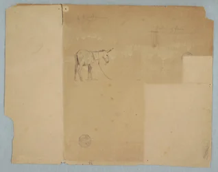 Rysunek, Osioł na uwięzi i ogrodzenie, Ameryka Południowa, 1853 r.