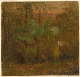 Rysunek, Thatch Palm, Jamajka, maj 1865 r.