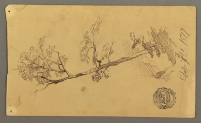 Rysunek, drzewo, 1877