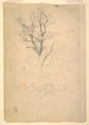 Rysunek, drzewo, wrzesień 1844 r.