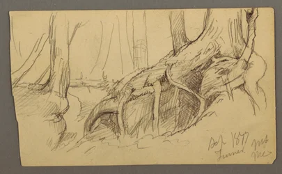 Rysunek, korzenie drzewa rosnące nad głazem (Turner Mountain), 1877 r.