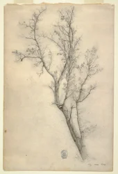Rysunek Drzewo z wieloma konarami, lipiec 1844 r.