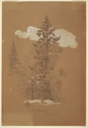 Rysunek, Drzewa, Berchtesgaden, Bawaria, 3 lipca 1868 r.