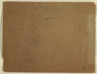 Rysunek, drzewa, wyspa Grand Manan, Kanada, 1851 r.