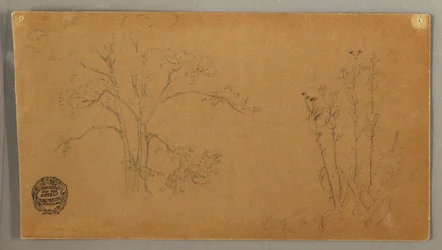 Rysunek, Drzewa i rośliny, Elecampene, wrzesień 1856 r.