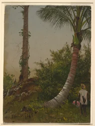Rysunek, Drzewa na Jamajce, Indie Zachodnie, 1865 r.