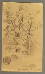 Rysunek, Dwa drzewa, 1877