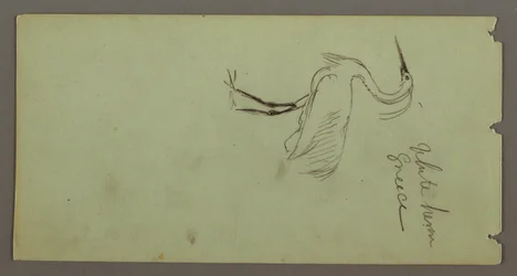 Rysunek, czapla biała, prawdopodobnie 1869 r.