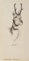 Antylopa Pronghorn