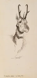Antylopa widłoroga