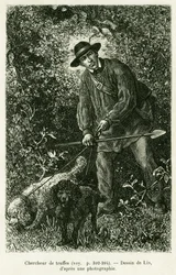 Poszukiwacz trufli. Grawer autorstwa Lixa ilustrujący opowiadanie A Through Alsace and Lorraine, Charlesa Grada, niemieckiego zastępcy, w 1884 roku, w tour du monde 1886, reżyserowanym przez Edouarda Chartona (1807-1890), Hachette, Paryż.
