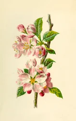 Jabłko, 1877.