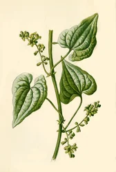 Czarna Bryony, 1877.