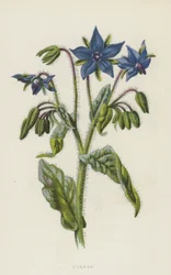 Ogórecznik (chromolitho)