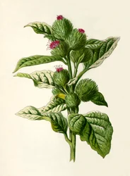 Łopian, 1877.