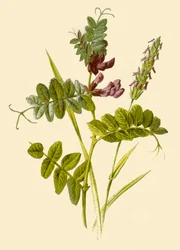 Bush-wyka i słodko pachnąca wiosenna trawa, 1877.