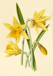 Żonkil, 1877.
