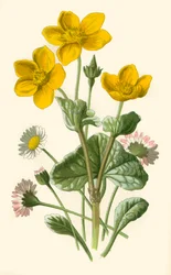Daisy i Marsh-Marigold, 1877.