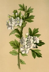 Głóg, 1877.