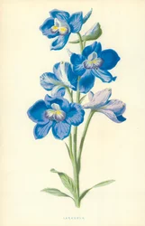 Ostróżka
