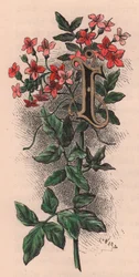 Litera I, litera kropkowana, akwarela, cm 10x5, autor: Frederick Edward Hulme (1841-1909) z albumu Znajomy kwiat ogrodowy, ok. 1880 r.