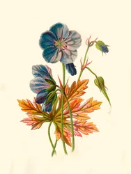 Żurawie łąkowe-Bill, 1877.