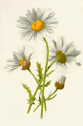 Stokrotka Wół Oko, 1877.