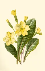 Wiesiołek, 1877.