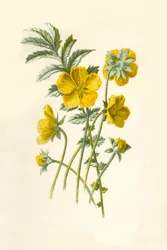 Ziele srebrzyste, 1877.