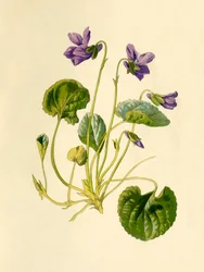Słodki fiołek, 1877.