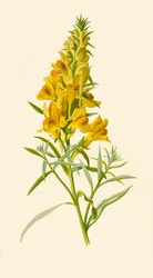 Ropucha, 1877.