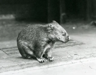 Wombat z gołym nosem / pospolitym / grubowłosym siedzący na ziemi w londyńskim zoo w 1929 r. (zdjęcie czarno-białe)
