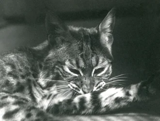 Pielęgnacja Bay Lynx Bobcat
