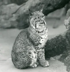 Bay Lynx lub Bobcat siedzący w londyńskim zoo, marzec 1927