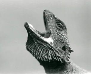 Brodaty smok patrzący w górę i gapiący się, londyńskie zoo, sierpień 1928 (zdjęcie czarno-białe)