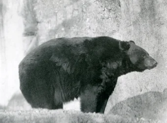 Niedźwiedź czarny stojący w swoim wybiegu na Mappin Terraces w londyńskim zoo w 1924