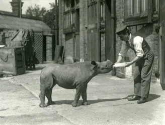 Młode nosorożca czarnego karmione butelką przez opiekuna, londyńskie zoo, wrzesień 1928