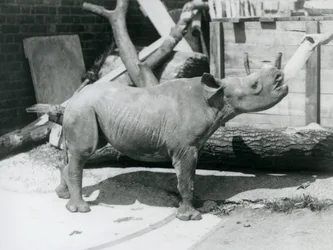 Młode nosorożca czarnego karmione butelką przez opiekuna, londyńskie zoo, wrzesień 1928