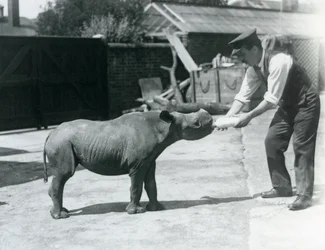 Młode nosorożca czarnego karmione butelką przez opiekuna, londyńskie zoo, wrzesień 1928