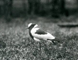 Kowal czajka stojący na trawie w londyńskim zoo, sierpień 1927 r.