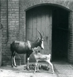 Cielę blesboka z matką w londyńskim zoo, czerwiec 1914 r.