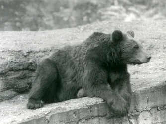 Niedźwiedź brunatny odpoczywający na półce skalnej w londyńskim zoo w 1924 r.