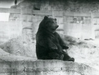 Niedźwiedź brunatny siedzący na wybiegu u podnóża tarasów Mappin w londyńskim zoo, wrzesień 1921 r.